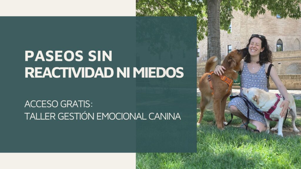 Comunidad canina skool